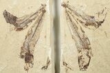 Two Cretaceous Fossil Fish (Scombroclupea) with Pos/Neg - Lebanon #201345-2